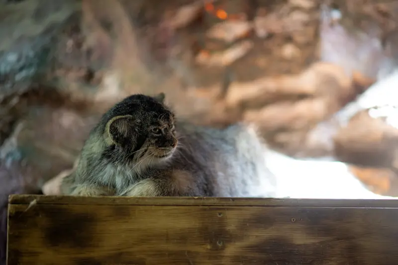 恩賜上野動物園のプリームラの写真