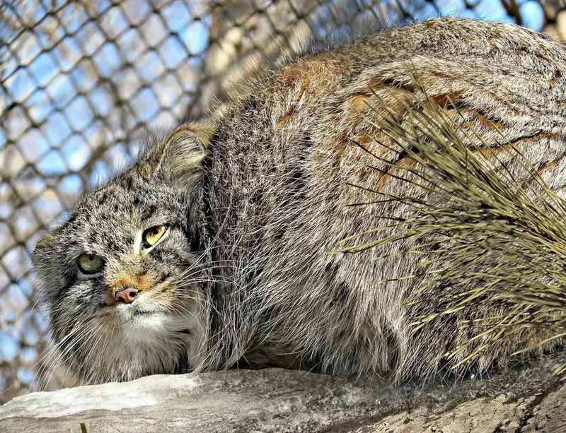 ノヴォシビルスク動物園のマヌルネコの写真