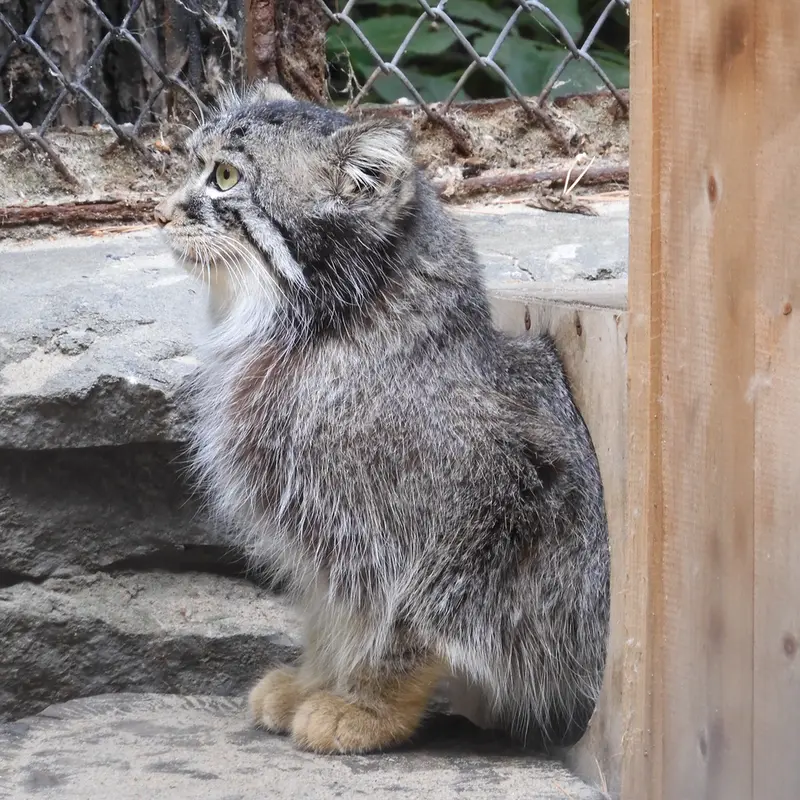 ノヴォシビルスク動物園のルフの写真