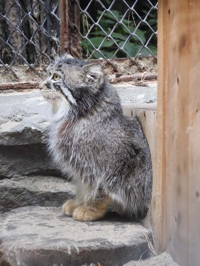 ノヴォシビルスク動物園のルフの写真