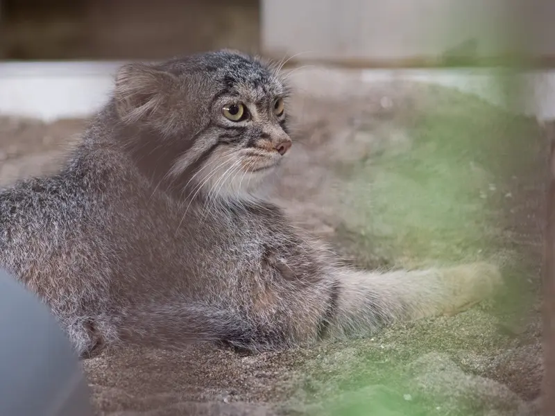 野毛山動物園のフィーガの写真