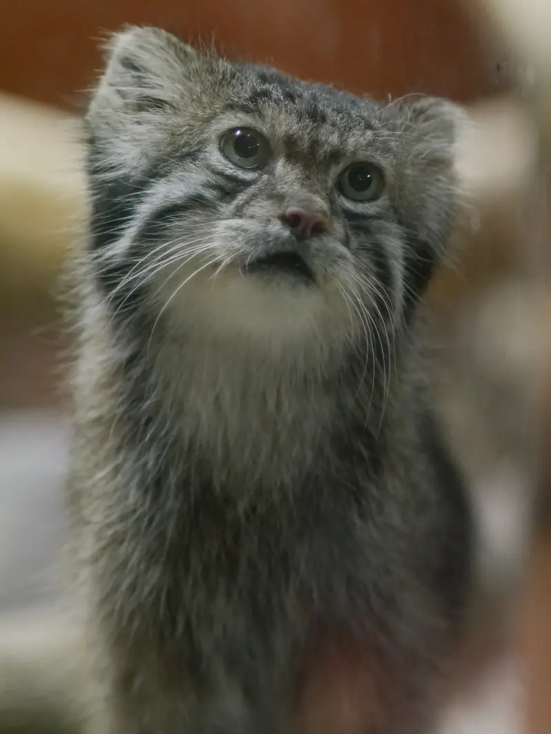 恩賜上野動物園のクリョンの写真