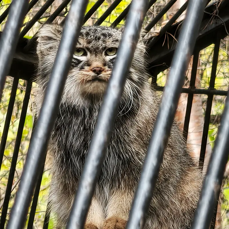 ノヴォシビルスク動物園のレオンの写真