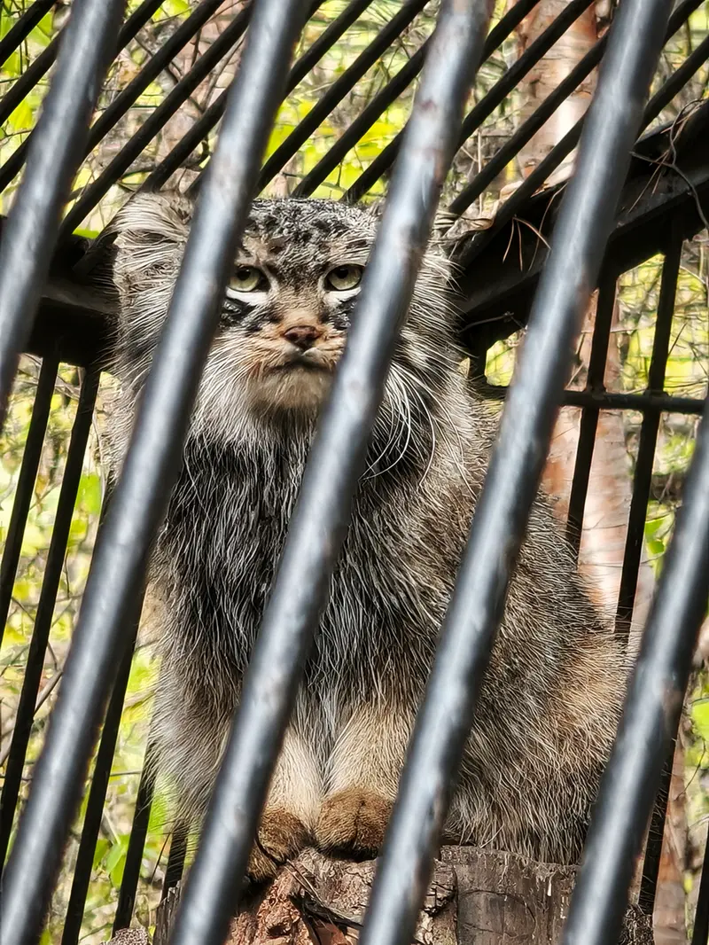 ノヴォシビルスク動物園のレオンの写真