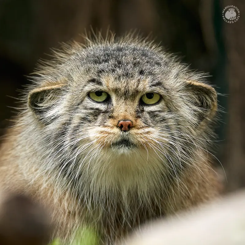 ブダペスト動物園＆植物園のマヌルネコのボルシカ