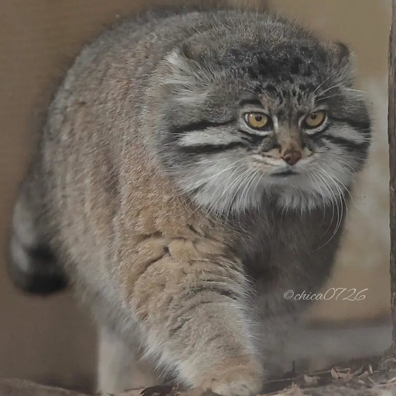 旭山動物園のグルーシャの写真