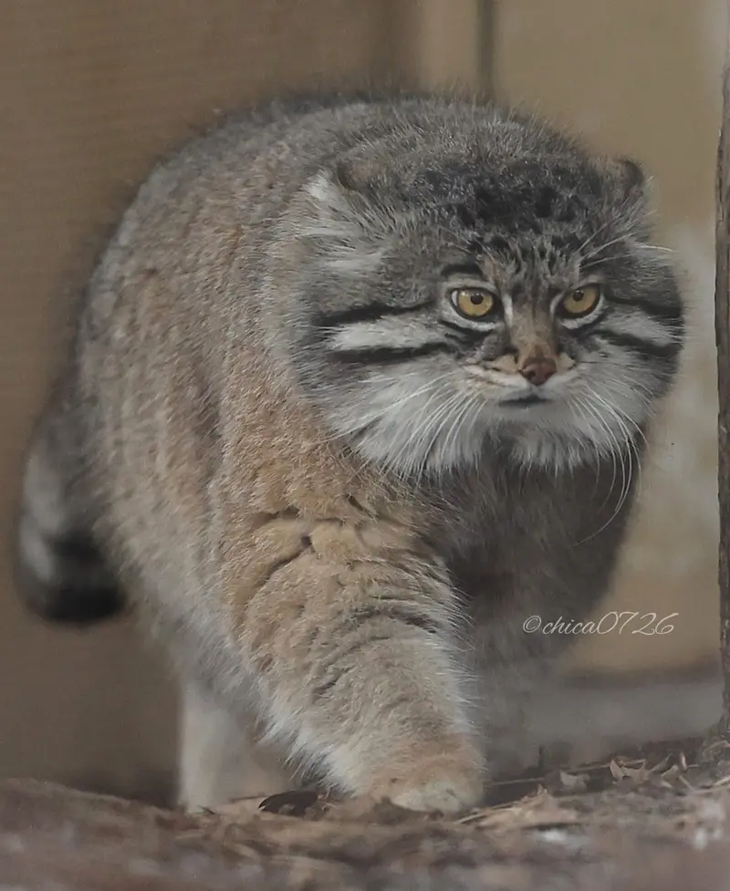 旭山動物園のグルーシャの写真