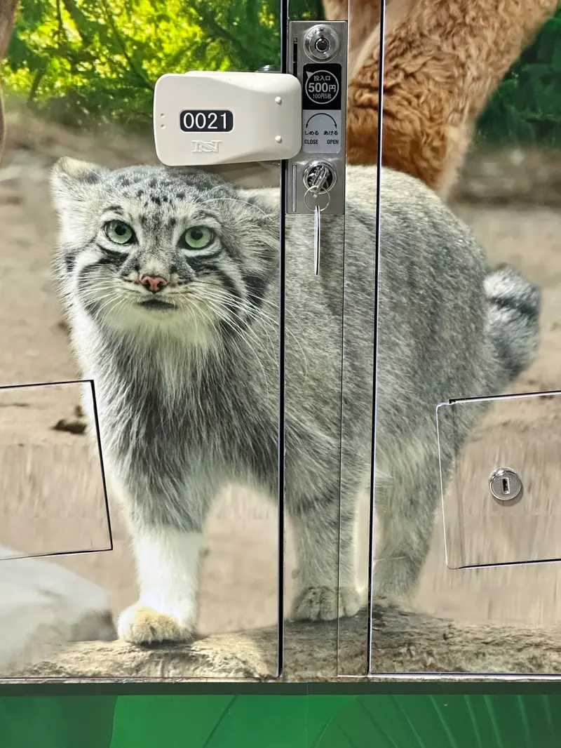 神戸どうぶつ王国のアズの写真