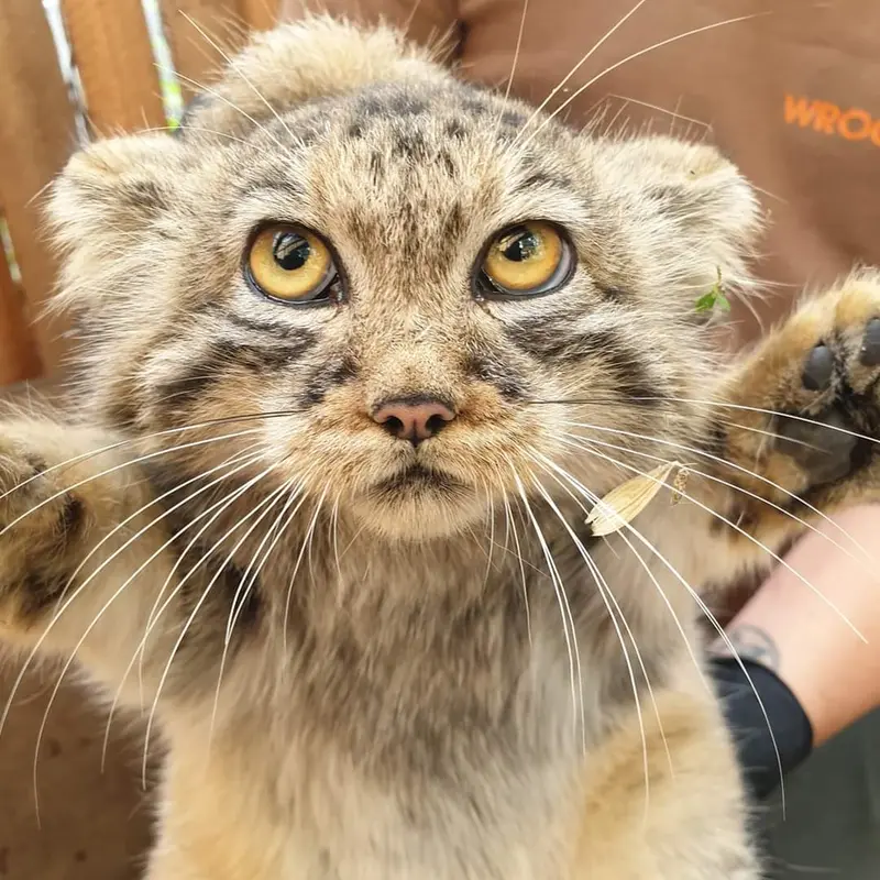 ヴロツワフ動物園のコタの写真