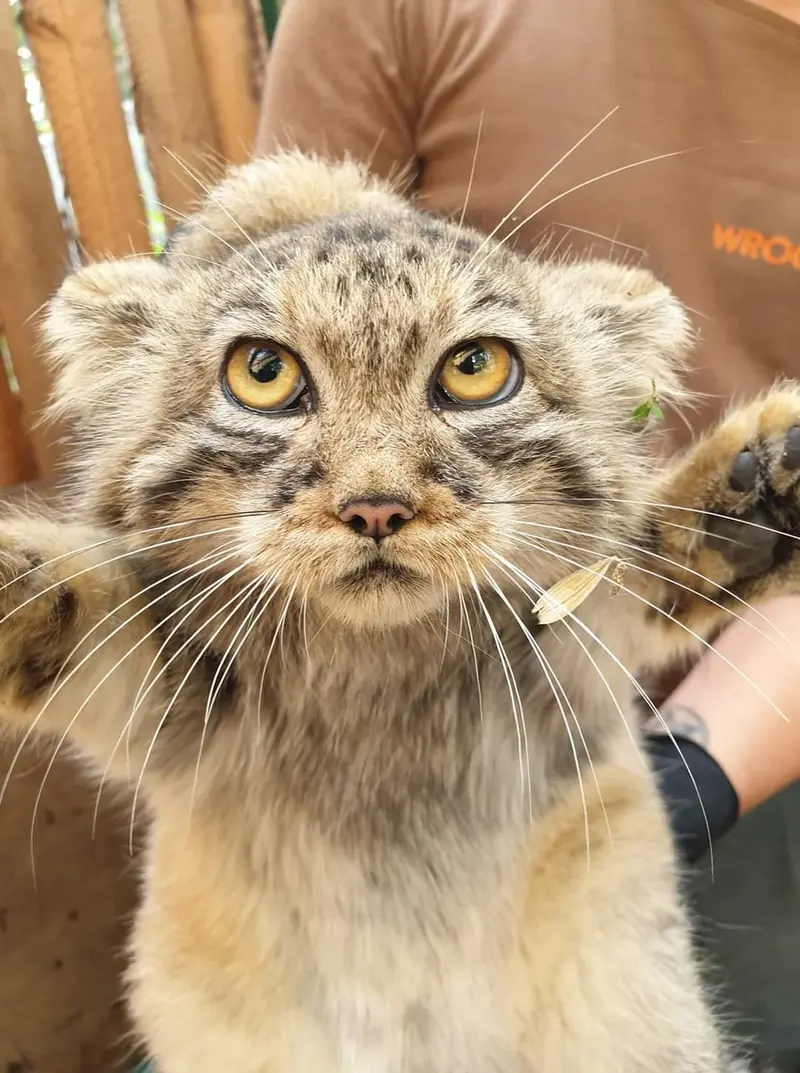 ヴロツワフ動物園のコタの写真