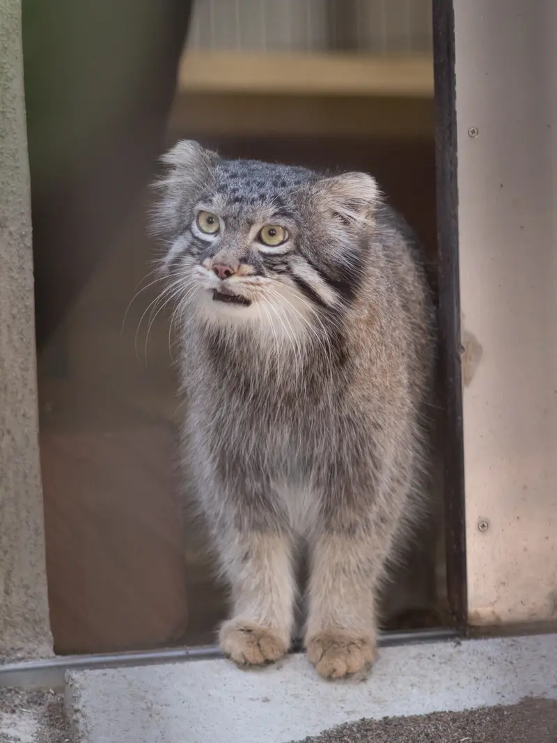 野毛山動物園のフィーガの写真