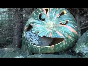 ビッグ・キャット・サンクチュアリのシヴァとアドゥヴァの動画