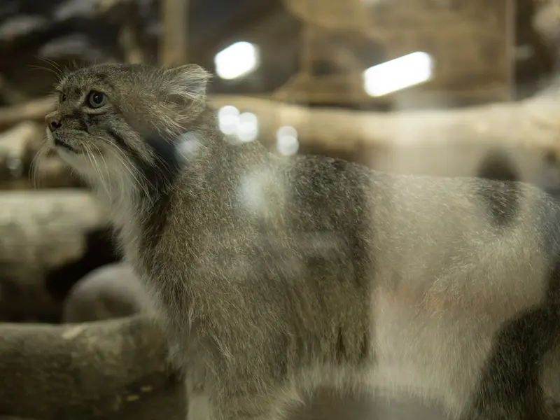 恩賜上野動物園のクリョンの写真