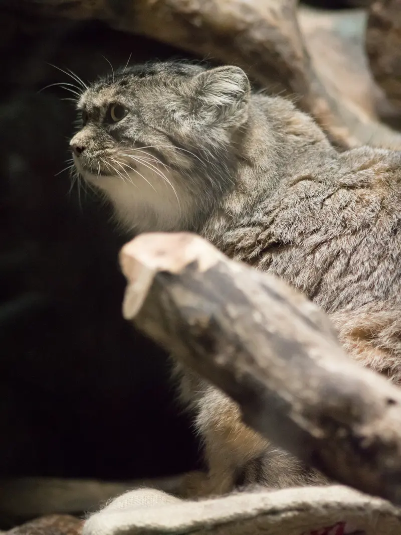 恩賜上野動物園のプリームラの写真