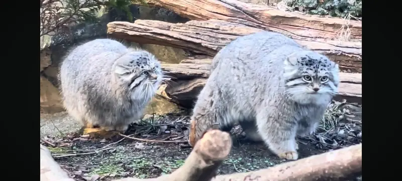 マヌルネコの写真