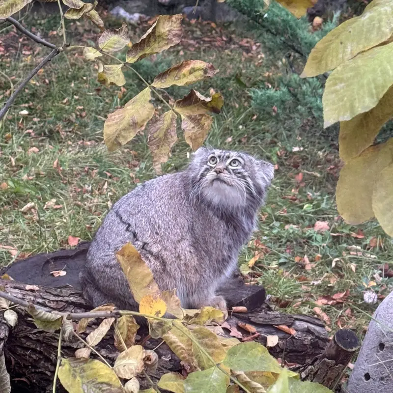 モスクワ動物園のティモフェイの写真