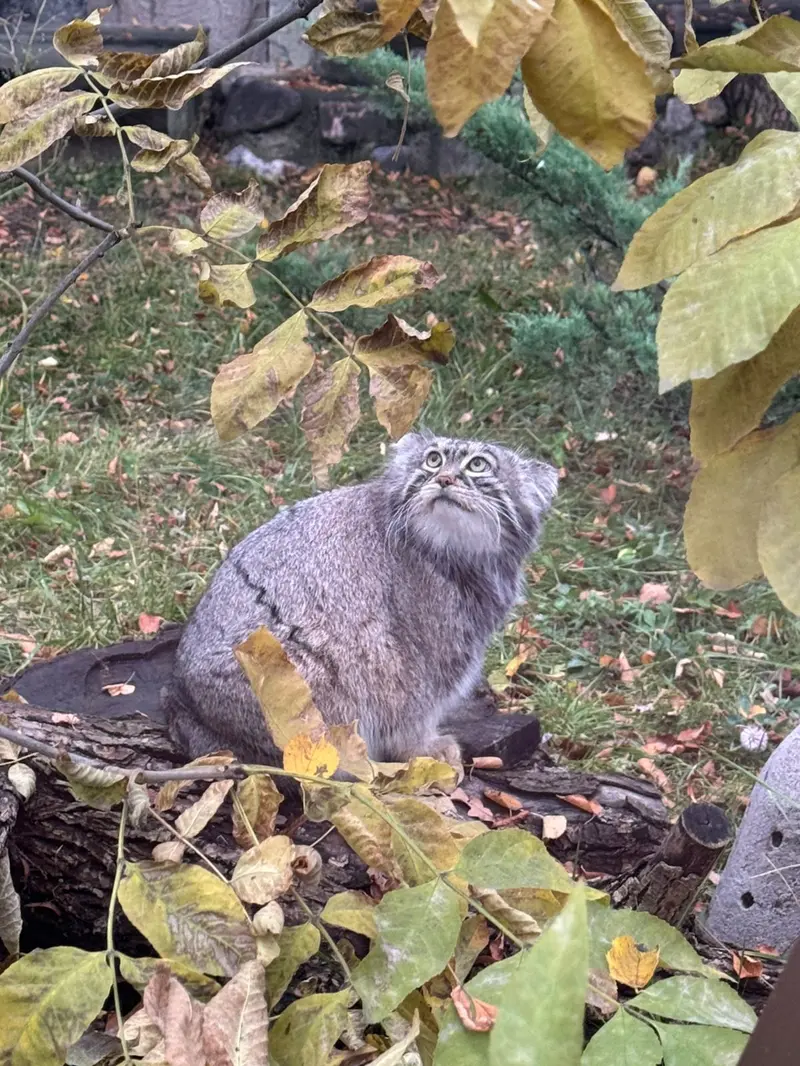 モスクワ動物園のティモフェイの写真