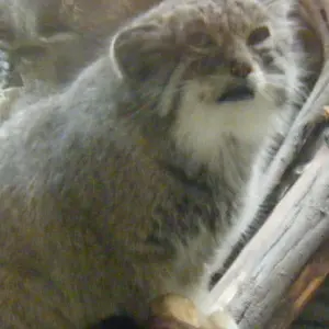 恩賜上野動物園のバヤルの写真