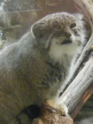 恩賜上野動物園のバヤルの写真