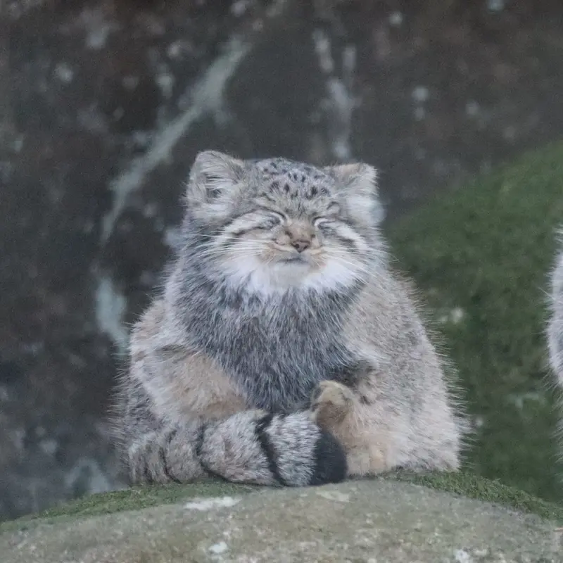 ノルデンス・アークのダッチェスの写真