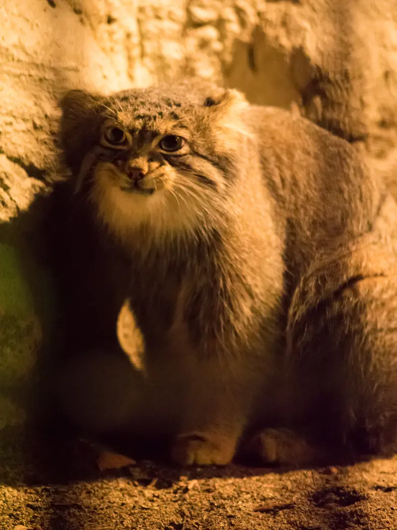 野毛山動物園のフィーガの写真