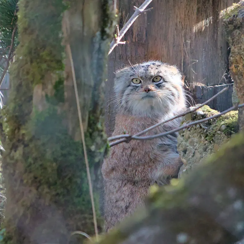 ヘラブルン動物園のプルシの写真