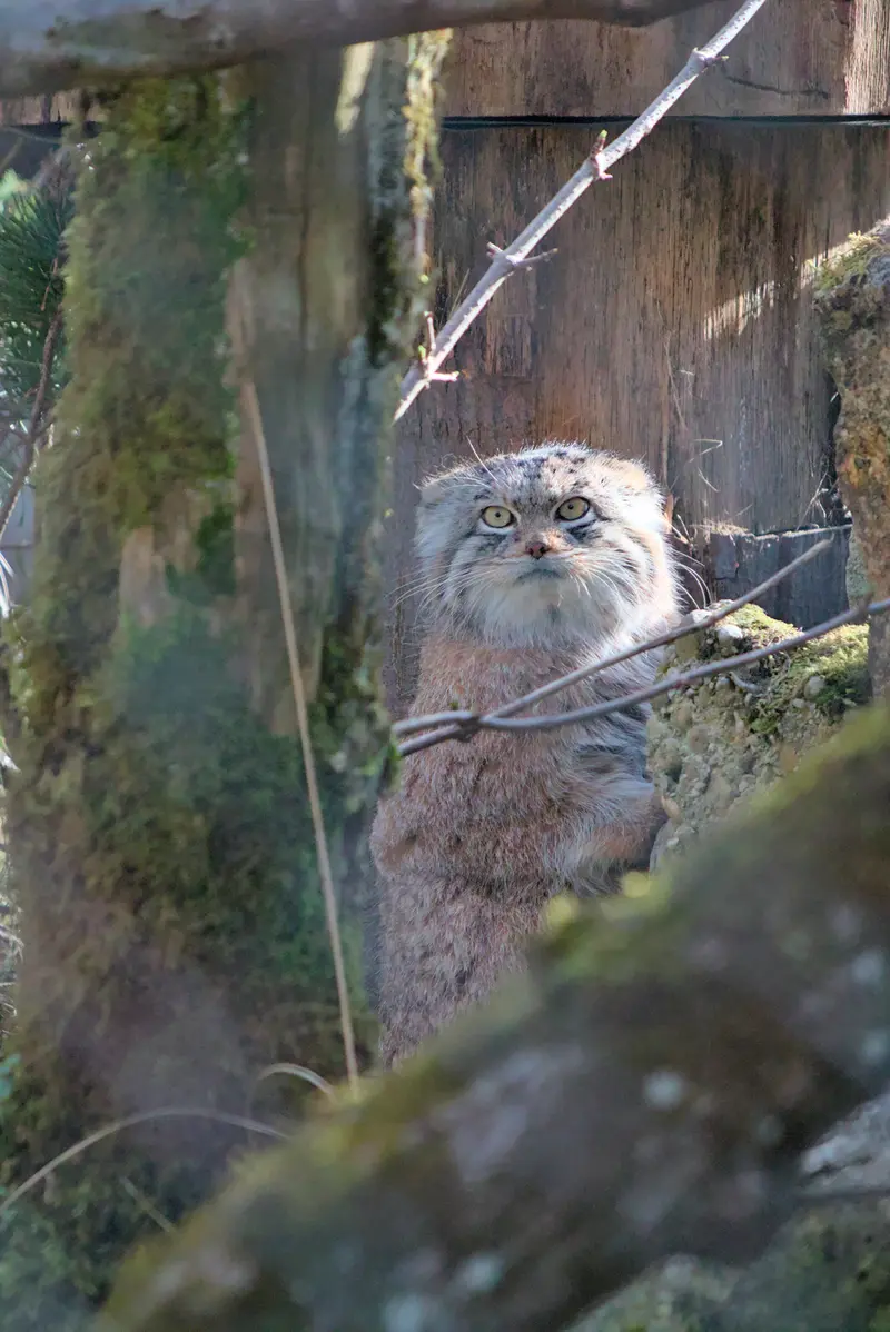 ヘラブルン動物園のプルシの写真