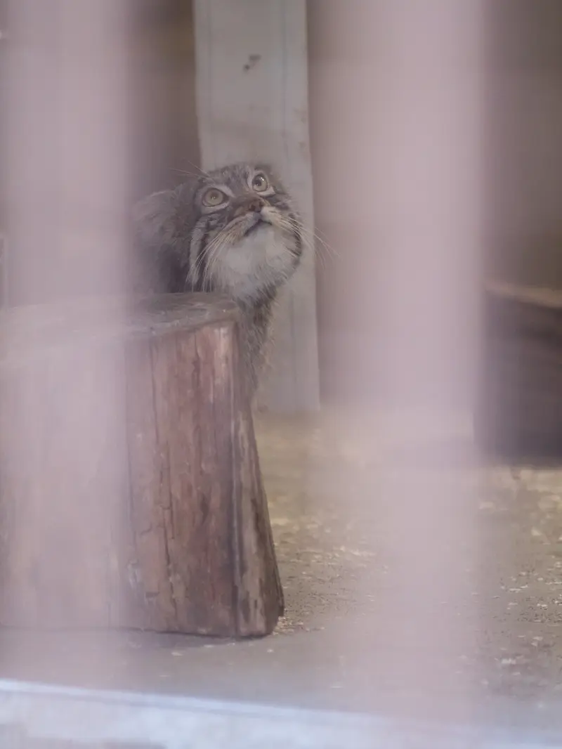 野毛山動物園のフィーガの写真