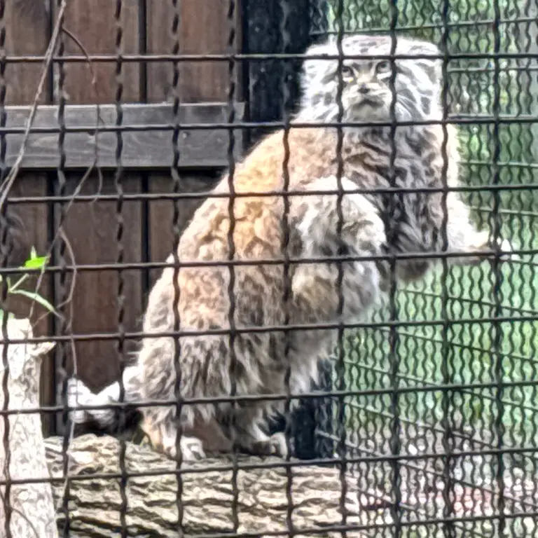 ワルシャワ動物園のジェシーの写真