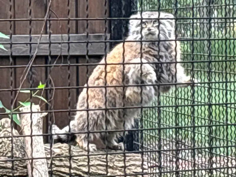 ワルシャワ動物園のジェシーの写真