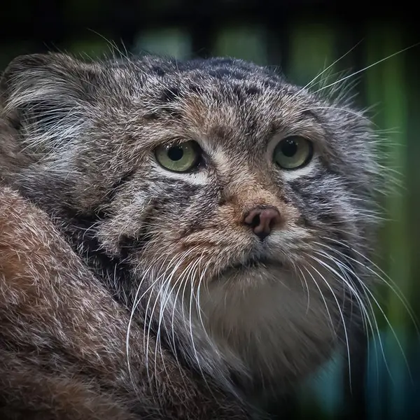 ノヴォシビルスク動物園のハンの写真