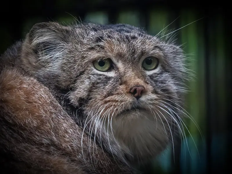 ノヴォシビルスク動物園のハンの写真