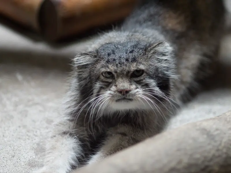 恩賜上野動物園のクリョンの写真