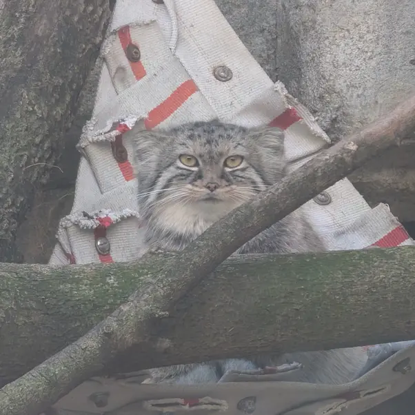 レッドリバー動物園のマヌルネコのミーラ