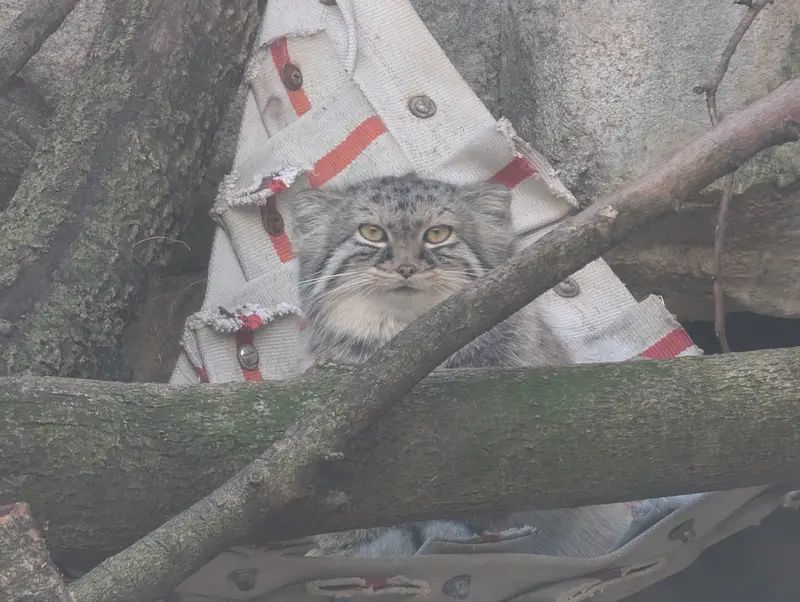 アメリカ、ファーゴのレッドリバー動物園に新しく到着した動物たち