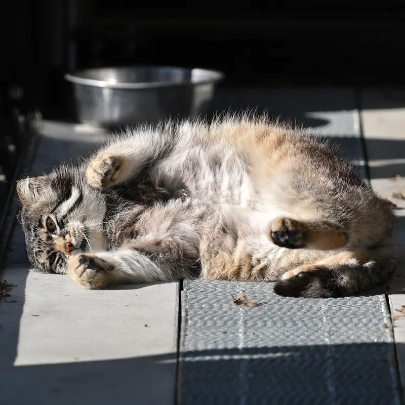 旭山動物園のグルーシャの写真
