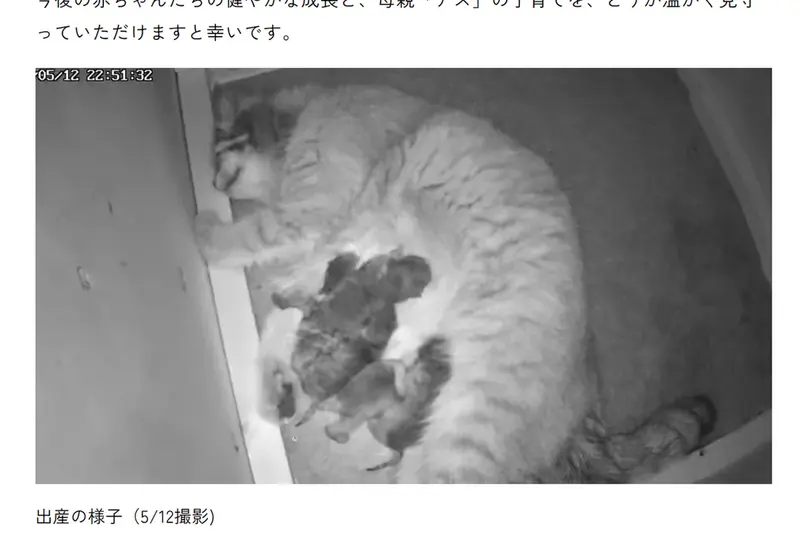 マヌルネコの写真