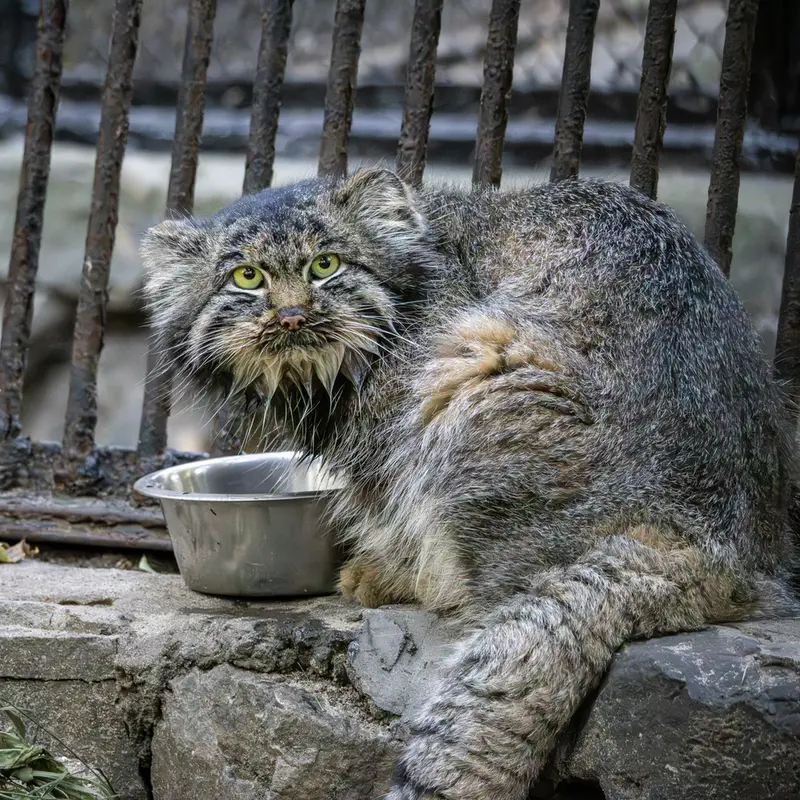 ノヴォシビルスク動物園のマリクの写真
