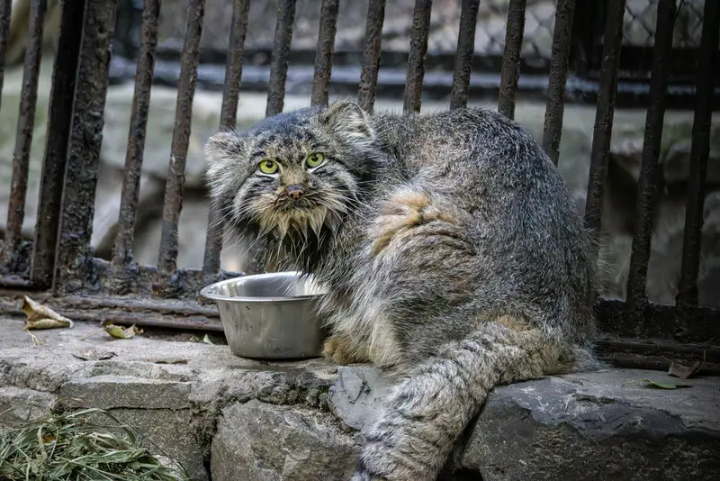 ノヴォシビルスク動物園のマリクの写真