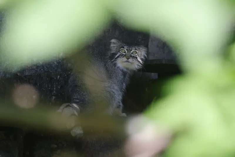 モスクワ動物園のティモフェイの写真