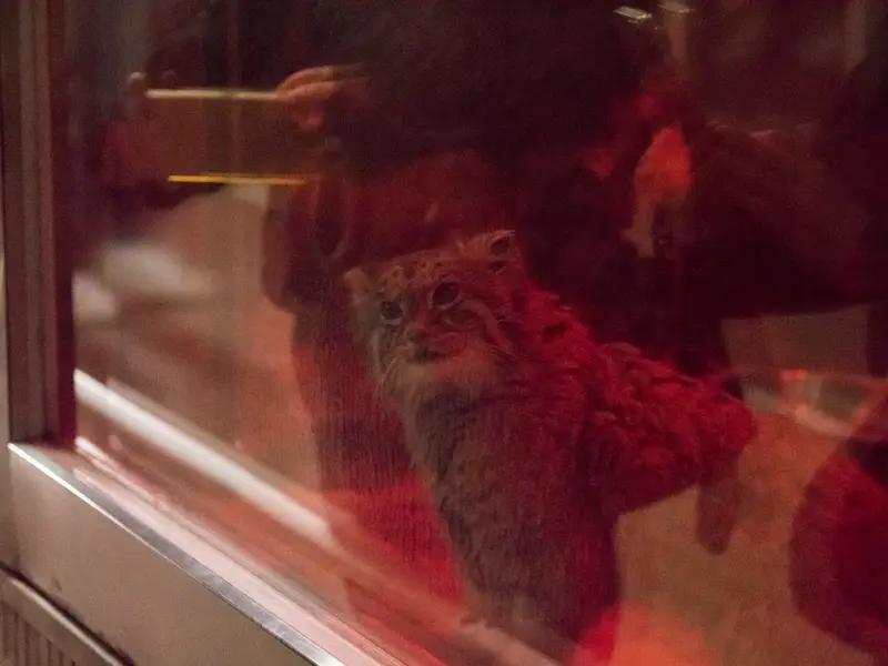 恩賜上野動物園のナイマの写真