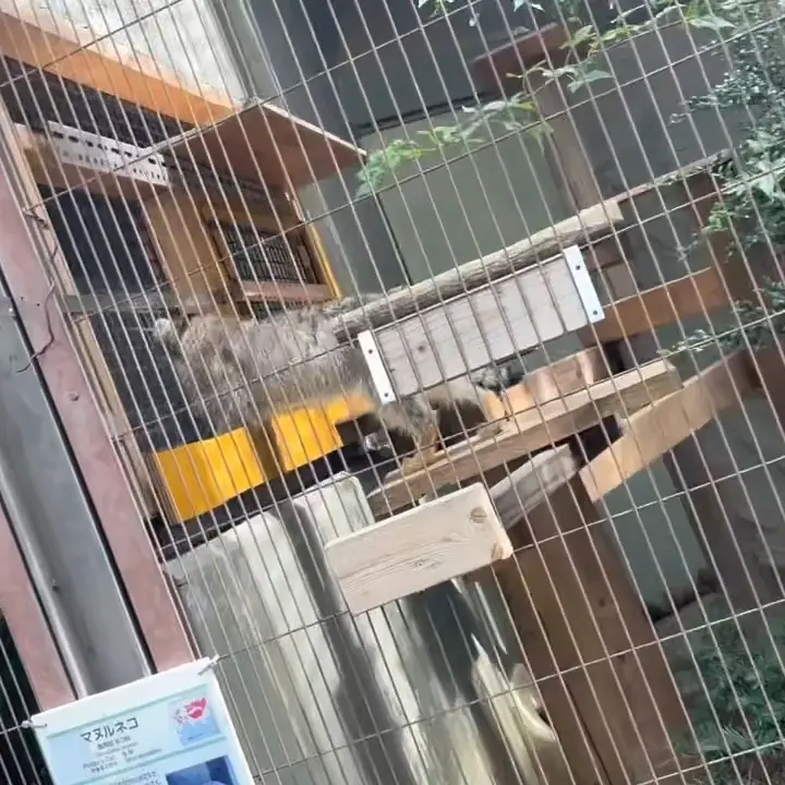 東山動植物園のマヌルネコの写真