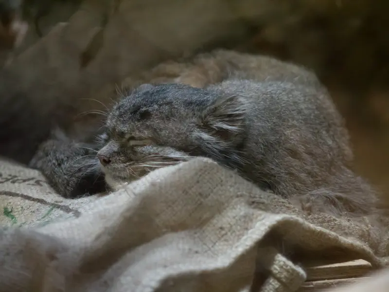 恩賜上野動物園のクリョンの写真