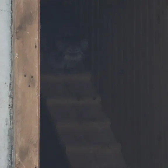 モスクワ動物園のマヌルネコの写真
