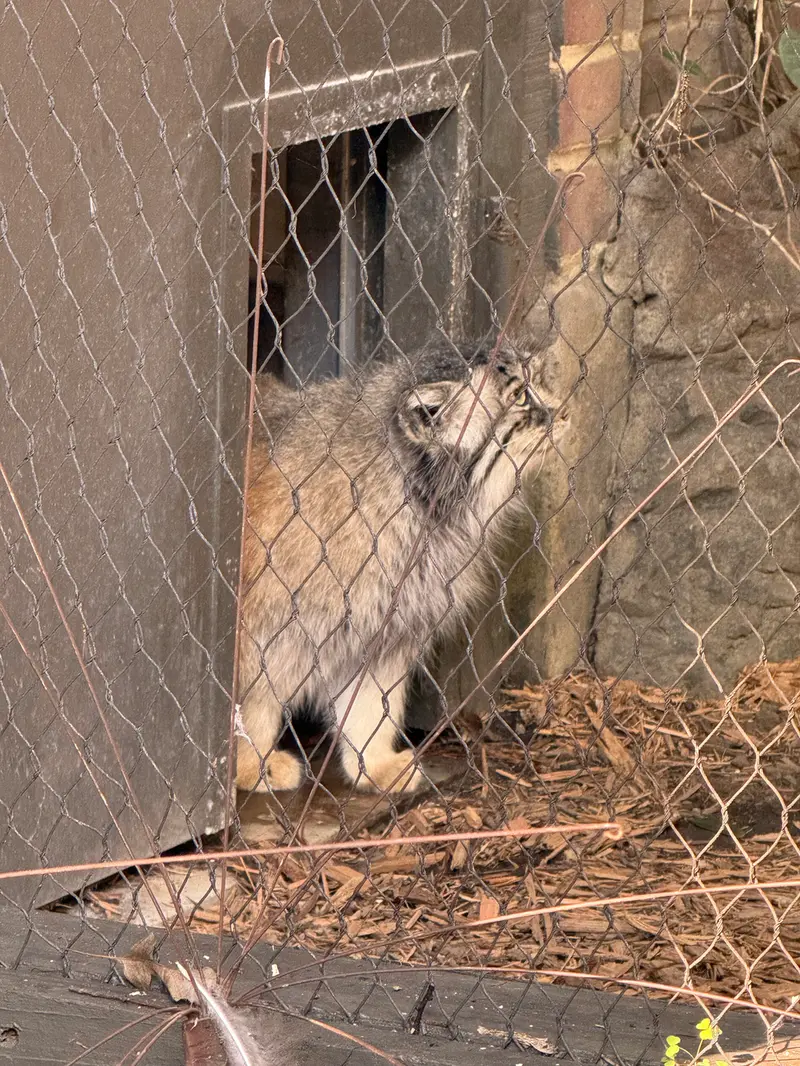 プロスペクト・パーク動物園のサルナイの写真