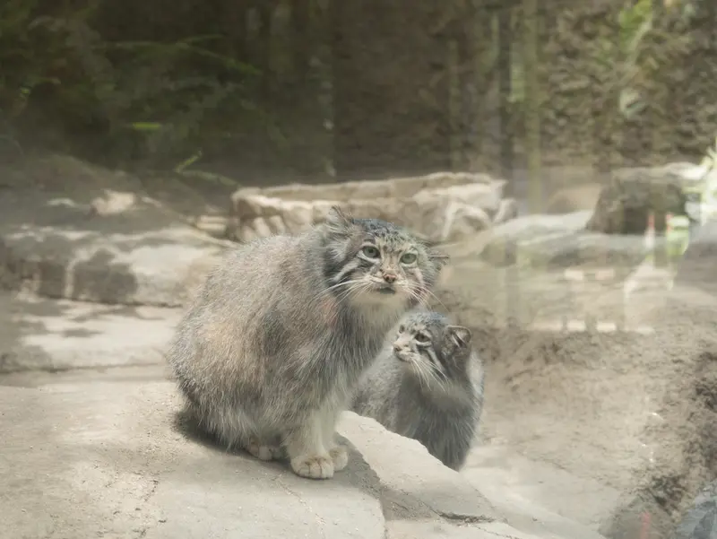神戸どうぶつ王国のアズとオトの写真