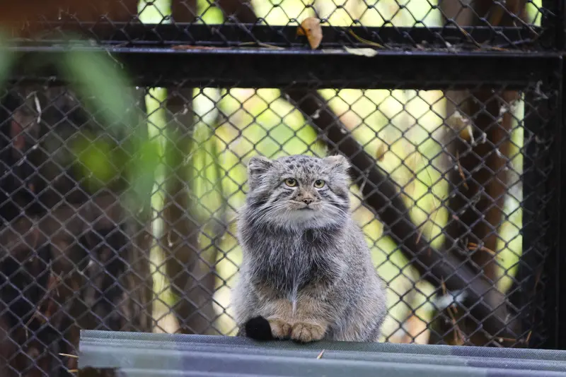 ノヴォシビルスク動物園のマヌルネコの写真