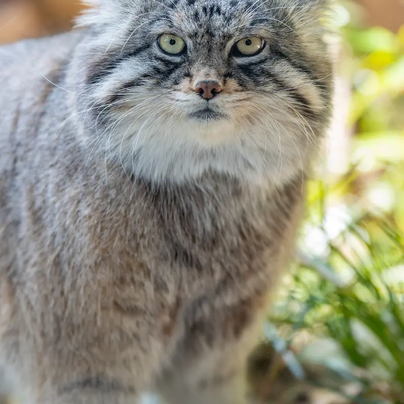 神戸市立王子動物園のイーリスの写真