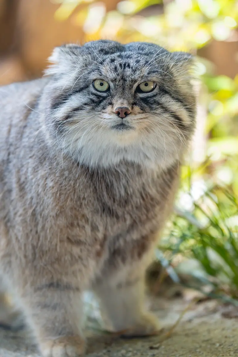 神戸市立王子動物園のイーリスの写真