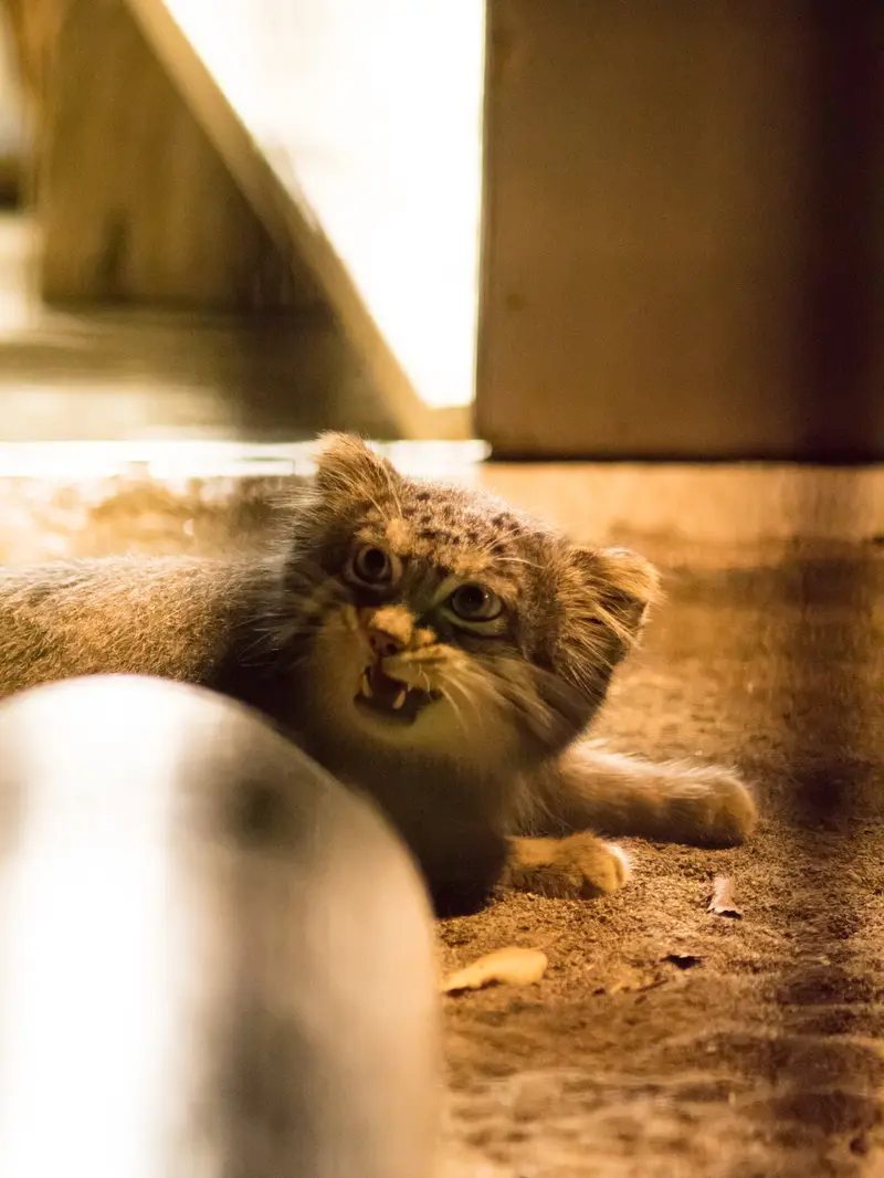 野毛山動物園のフィーガの写真